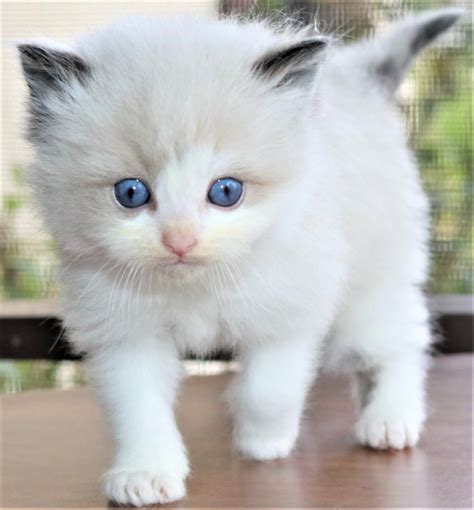 Breed Siberian Breed Info. . Kittens for sale okc